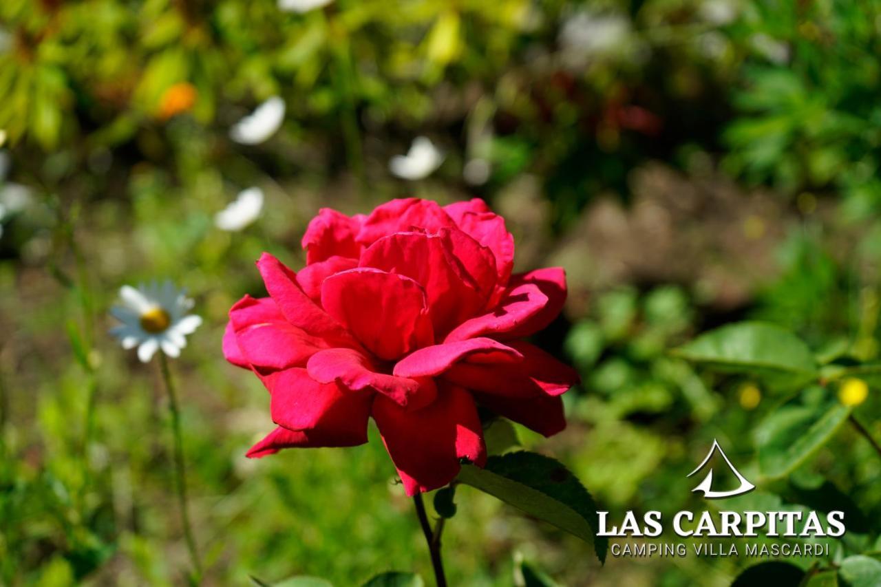 Las Carpitas Villa Mascardi Ngoại thất bức ảnh